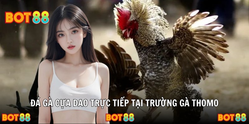 Đá gà cựa dao trực tiếp tại trường gà Thomo