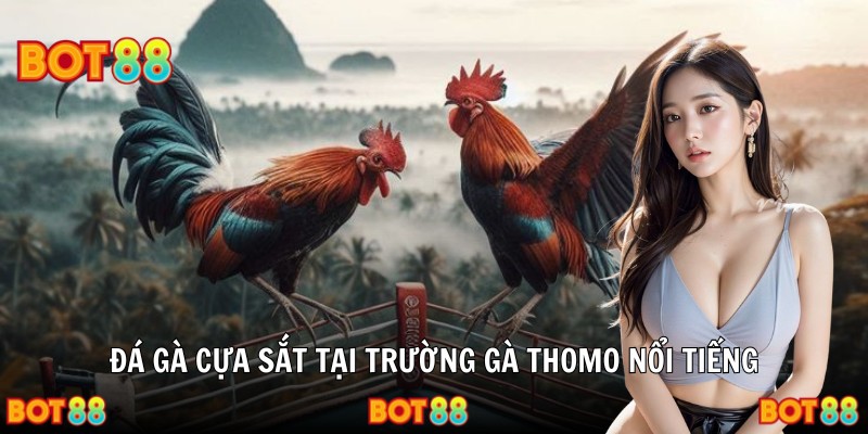 Đá gà cựa sắt tại trường gà Thomo nổi tiếng