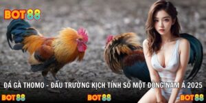 Đá Gà Thomo – Đấu Trường Kịch Tính Số Một Đông Nam Á 2025
