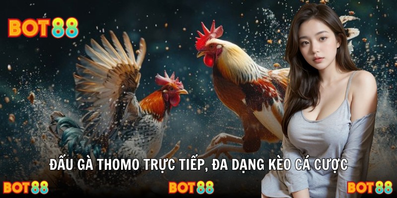 Đấu gà Thomo trực tiếp, đa dạng kèo cá cược