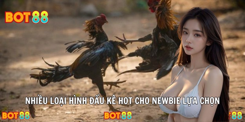 Nhiều loại hình đấu kê hot cho newbie lựa chọn