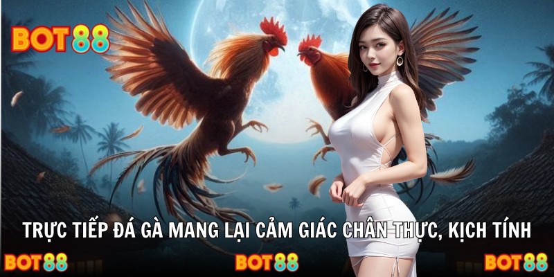 Trực tiếp đá gà mang lại cảm giác chân thực, kịch tính